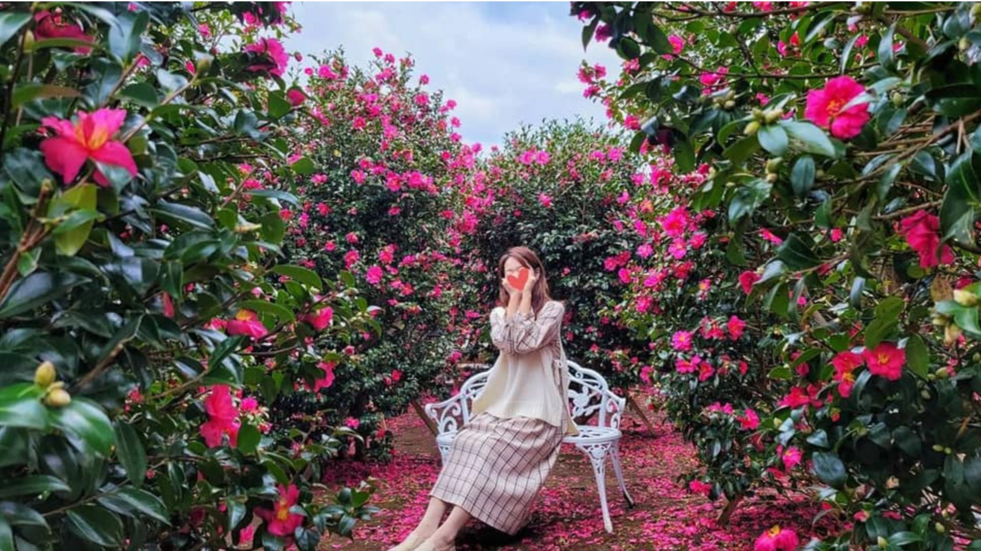 Cách Trồng Cây Hoa Trà